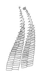 Funaria hygrometrica, exostome teeth outer surface. Drawn from A.J. Fife 9733, CHR 477688, and A.J. Fife 6126, CHR 405698.
 Image: R.C. Wagstaff © Landcare Research 2019 CC BY 3.0 NZ